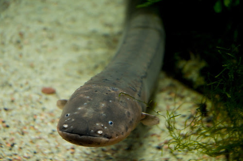 Eel (Anguilla)