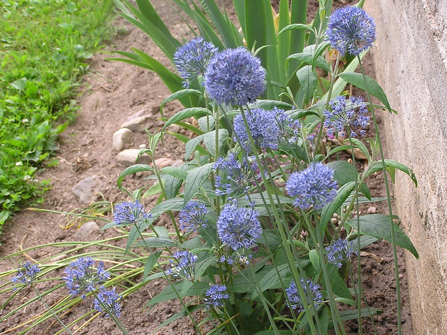 Allium caerulea