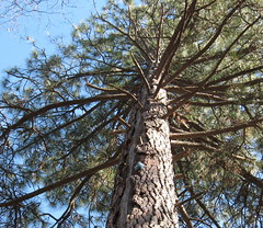 squirrel tree3