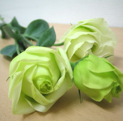 元の薔薇 花 言葉 緑 すべての美しい花の画像