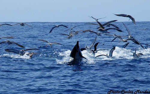 golfinhos comuns e cagarros a caçar 