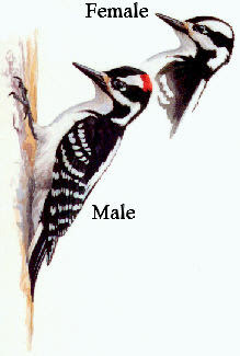 Hairy Woodpecker Picture