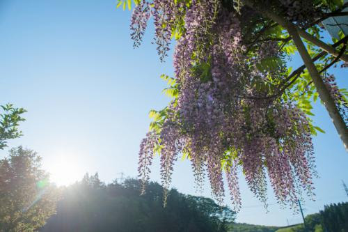 20120527-DSC_7354.jpg