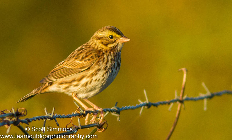 Photo & Video Sharing by SmugMug Photo & Video Sharing by SmugMug