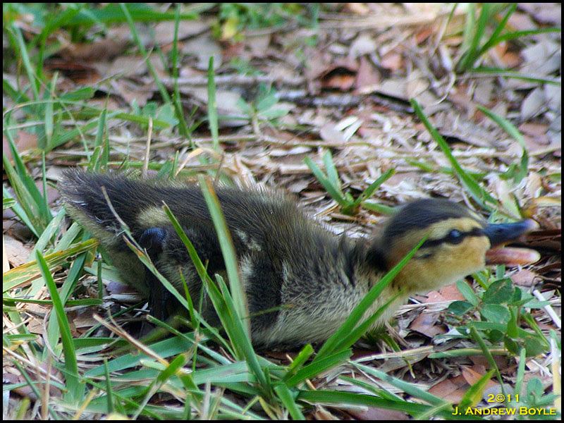 Mallard Mallard