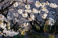 呑川の桜