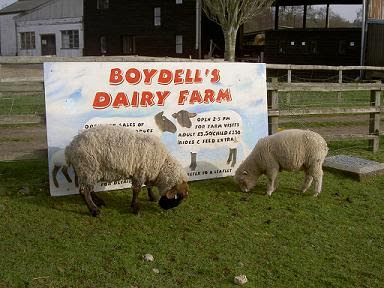 Boydells Dairy Farm - Sheep milk and Farm Visits