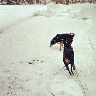 At least they're having fun in the #snow this morning. #dogstagram #instadog #dobermanmix #coonhoundmix #rescue #adoptdontshop #winterwonderland