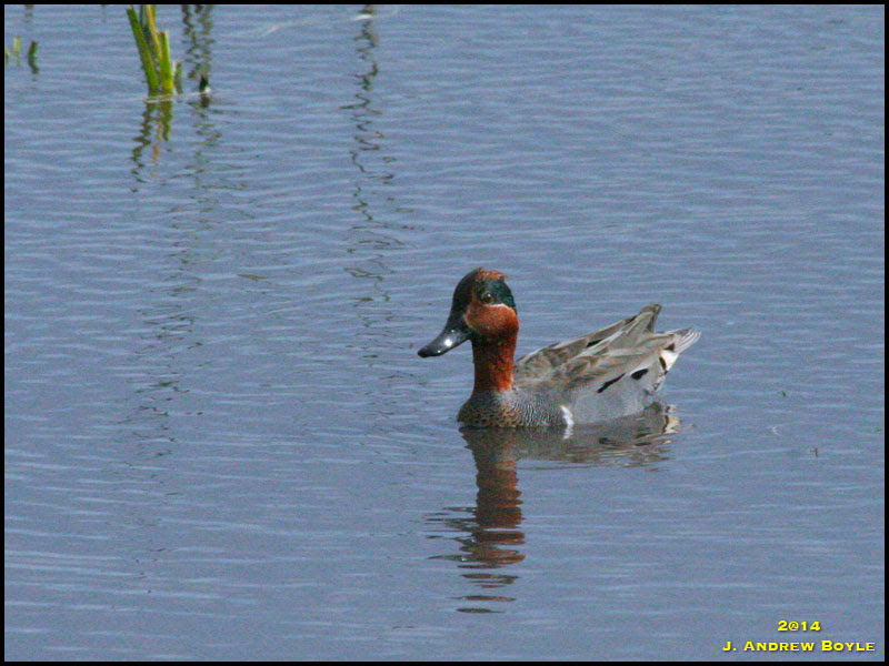Green-winged Teal Green-winged Teal