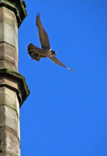 A Peregrine launches into the air from Derby Cathedral. Photo: J.Salloway