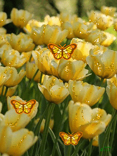 Бабочки на тюльпанчиках