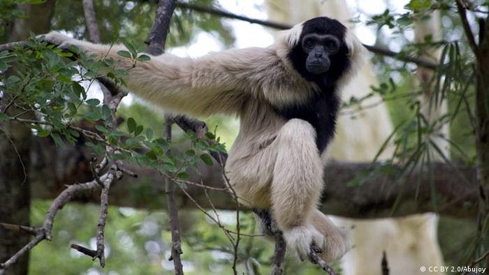 Gibbon in den Bäumen