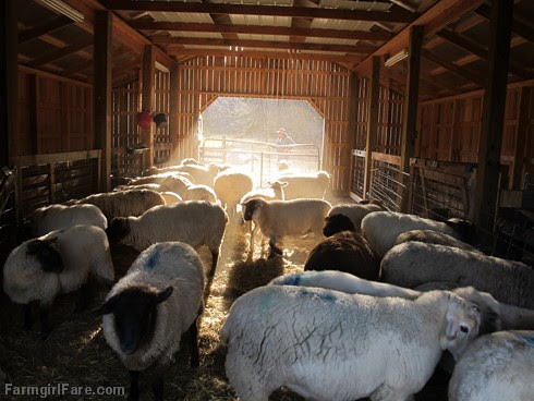 Sheep working Sunday afternoon (1) - FarmgirlFare.com
