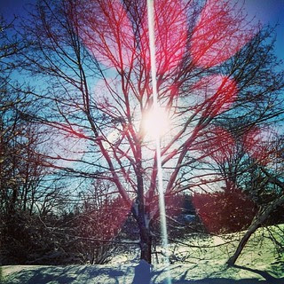 Good Morning from my #winterwonderland #newengland #sunrise #winter #tree #mapletree #snow