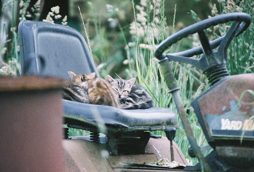 Tractor Kittens