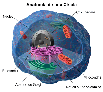 cromosomas