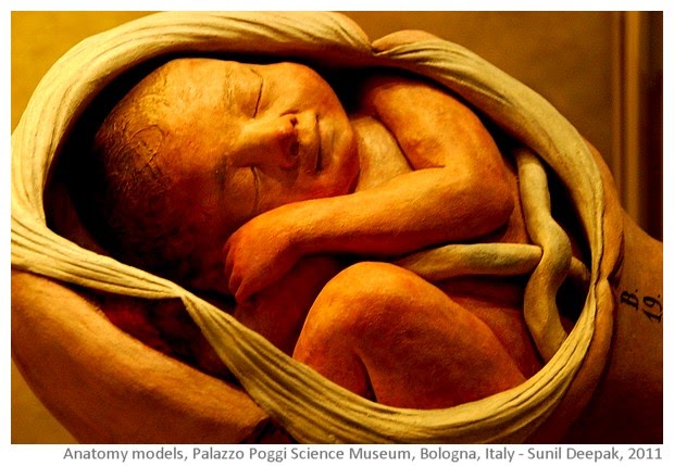 Arre Kya Baat Hai: Baby in the womb - Amazing anatomy models