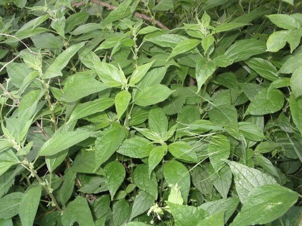 230-plantas-medicinales-mas-efectivas-y-sus-usos-parietaria-planta