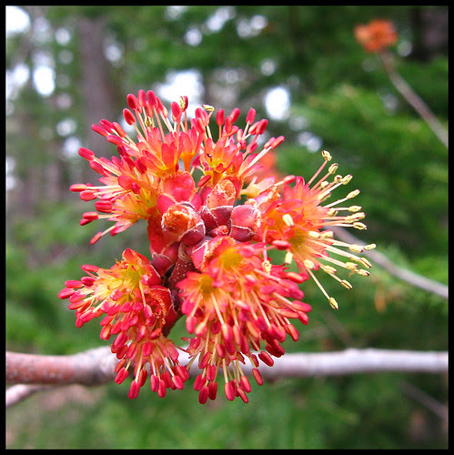 Red Maples in the UP