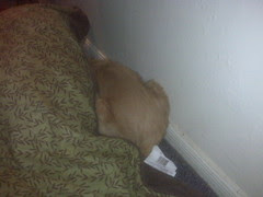 The neighbor's dog just wandered into my house and hid behind Goldie's bed.