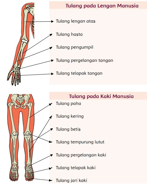 Brosur kesehatan organ gerak manusia