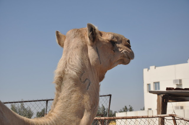 Camel souk-Doha-fev (16)