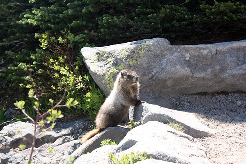 MARMOT at Mt Rainier