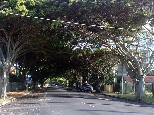 Fig Tree Canopy