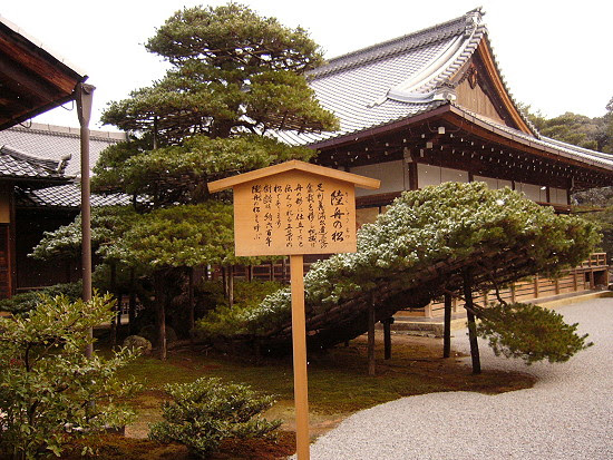 金閣寺裡年約六百年的松樹