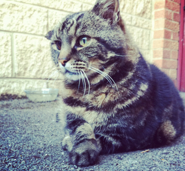 5 lifestyle blog uk vivatramp cat pet tag