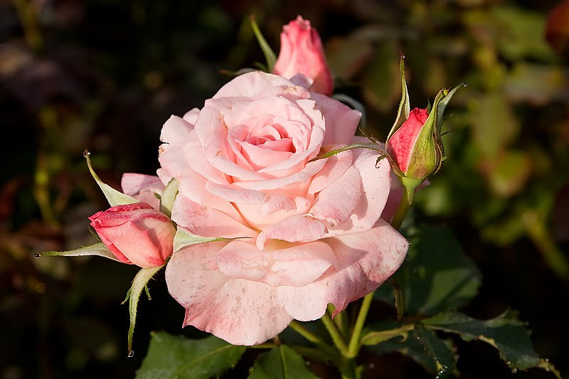 चित्र:Bridal pink - morwell rose garden.jpg