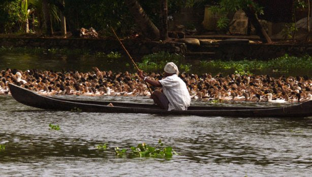 ducks in the backwaters
