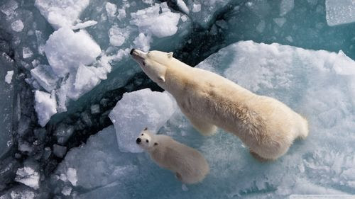 Polar-bear-and-global-warming_00445661