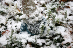 snow on gnome 049