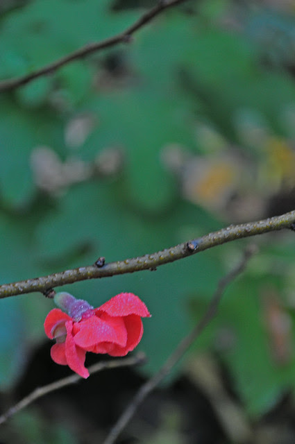 Chaenomeles 'Hime'