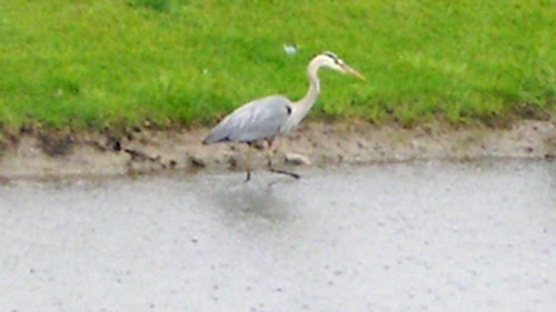 Heron on the Pond