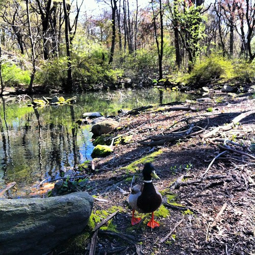 From a Spring Walk in Central Park