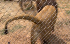 Where's a lion piss? Anywhere he wants to... height=