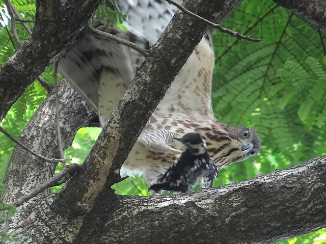 鳳頭蒼鷹/無限台南