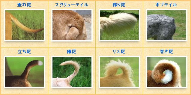 すべての美しい花の画像 ユニーク猫 尻尾 太い 種類