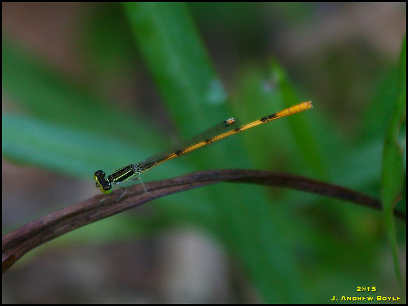 Citrine Forktail Citrine Forktail