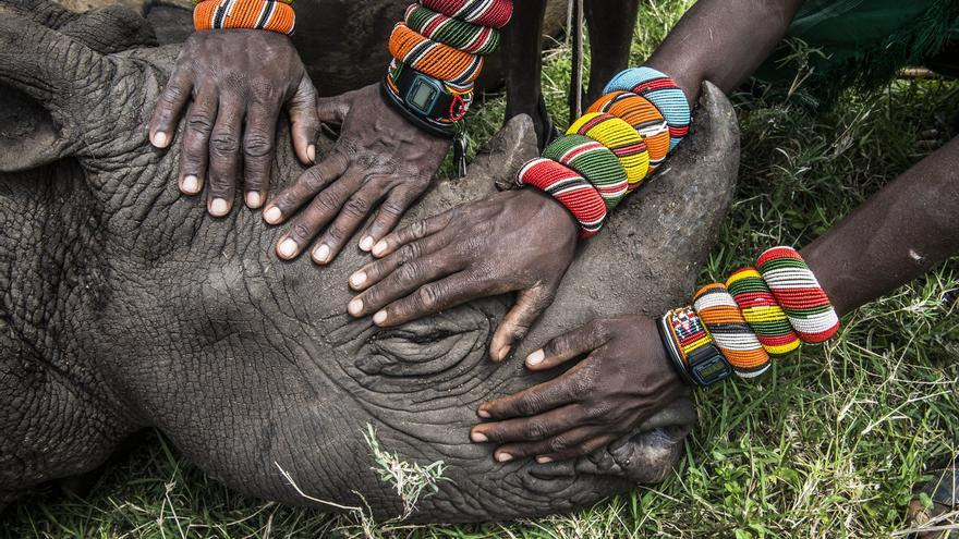 Jóvenes de la tribu keniata samburu tienen la oportunidad de tocar por primera vez a un rinoceronte. Ami Vitale/Premios World Press Photo