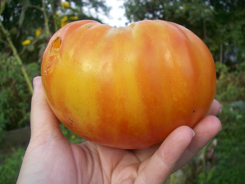 Big Tomato 