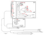 Thumbnail of Phylogenetic analyses of Staphylococcus aureus strains, Brazil. Whole-genome phylogenetic tree (dataset = 325,732 single-nucleotide polymorphisms, gamma-based log likelihood − 1909607.06950) of the S. aureus species showing position of vancomycin-resistant, methicillin-susceptible S. aureus (VR-MSSA) and vancomycin-susceptible MSSA (VS-MSSA) isolates sequenced for this study. Vancomycin-resistant S. aureus (VRSA) strains are shown in red. Numbers on branches are bootstrap values bas