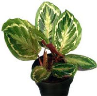 calathea