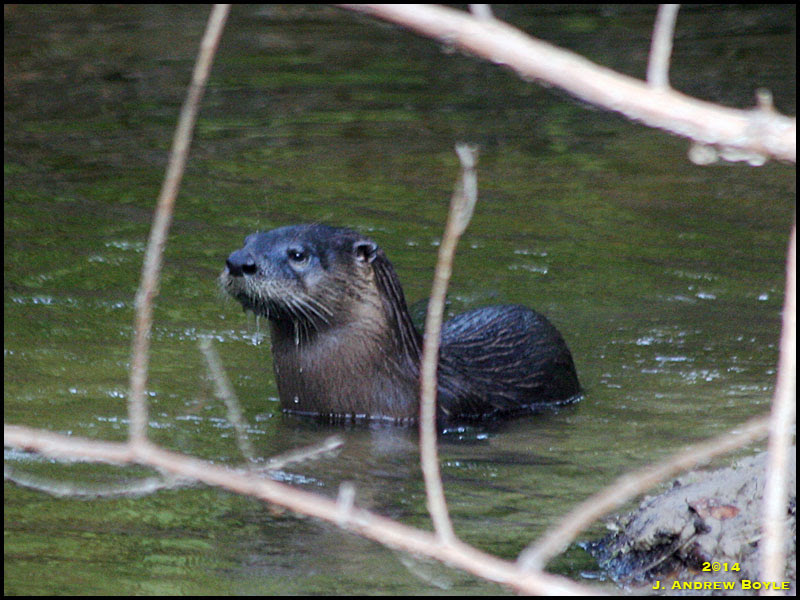 Otter Otter