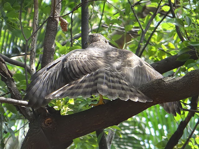 鳳頭蒼鷹/無限台南