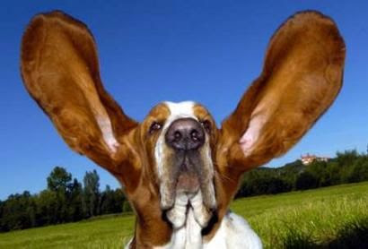 dog_with_huge_ears