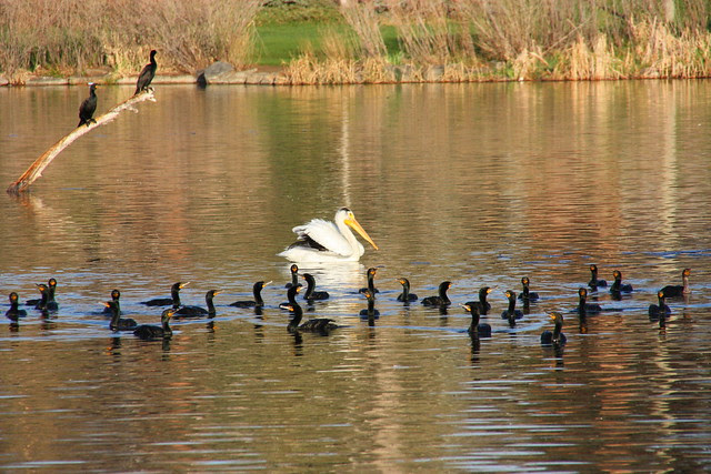 Pelican with Cormorant Fleet