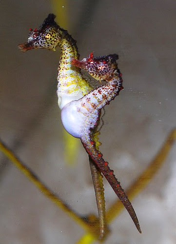 Hippocampus tuberculatus courting males